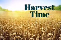Harvest Time Text and Grain Image