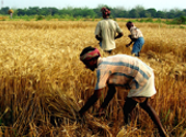 Working-the-harvest-field-gathering-grain