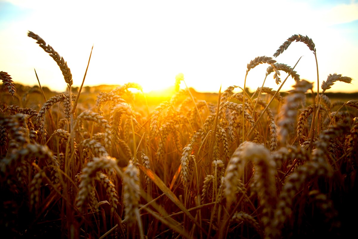 Harvest-ready-Sunset-Wheatfield