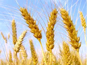 Wheat close up blue sky