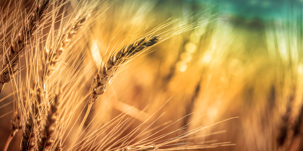 Title: Close-up Of Ripe Golden Wheat With Vintage Effect, Clouds And Sky - Harvest Time Concept