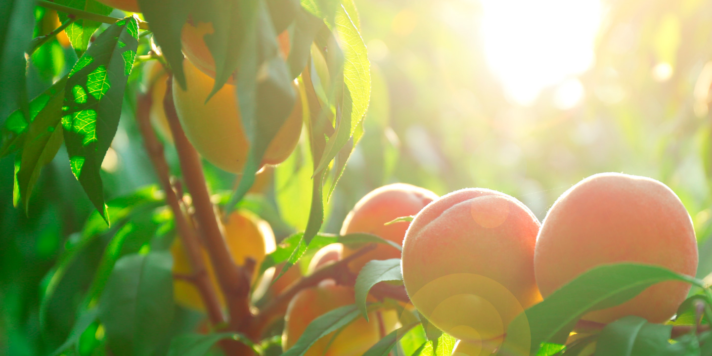 Ttle: Branch of peach tree close up | Africa Studio - stock.adobe.com # 93819369 |ntcc-riverdale-ga-aboutus-harvest-banner-image-1440x720