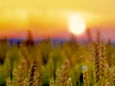 Sunset-Over-Wheatfield-Harvest-time